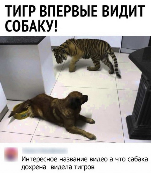 Картинки и мемы для настроения 21.10.21
