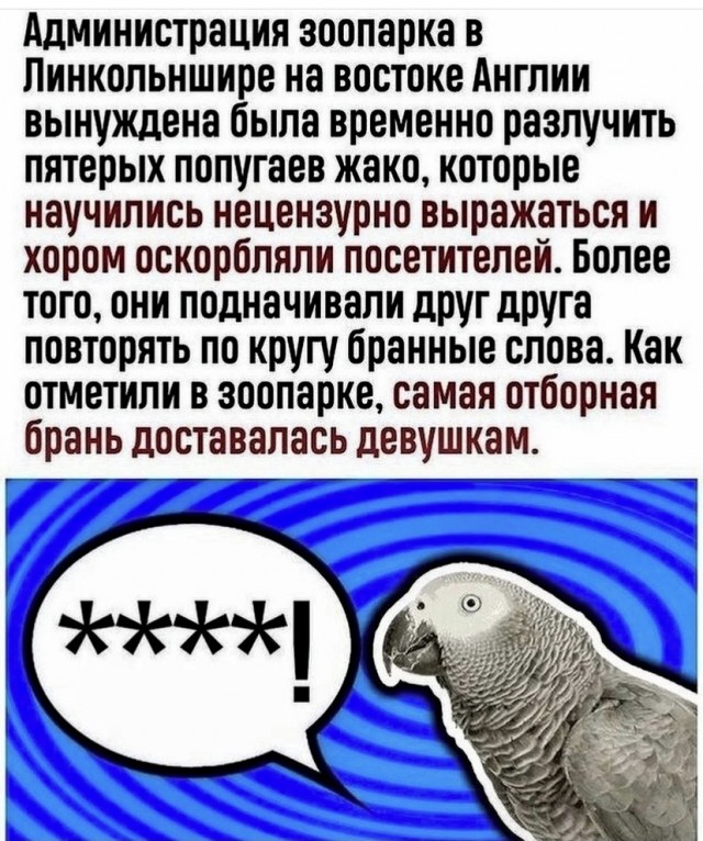Весёлый полтишок 16.11