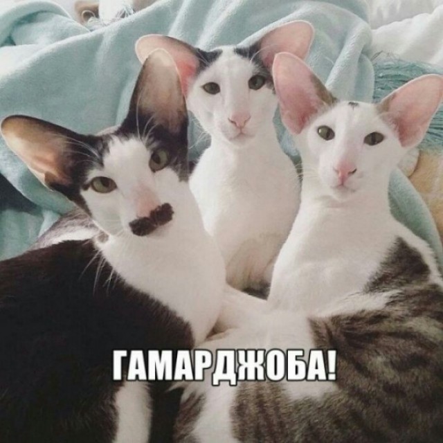Пушистый эксперт