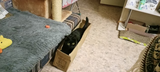 Котовторник 11.01.22