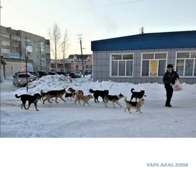 Стая бездомных собак напала на ребенка в центре Уфы