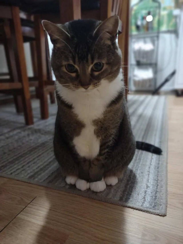 Забавные и милые котейки