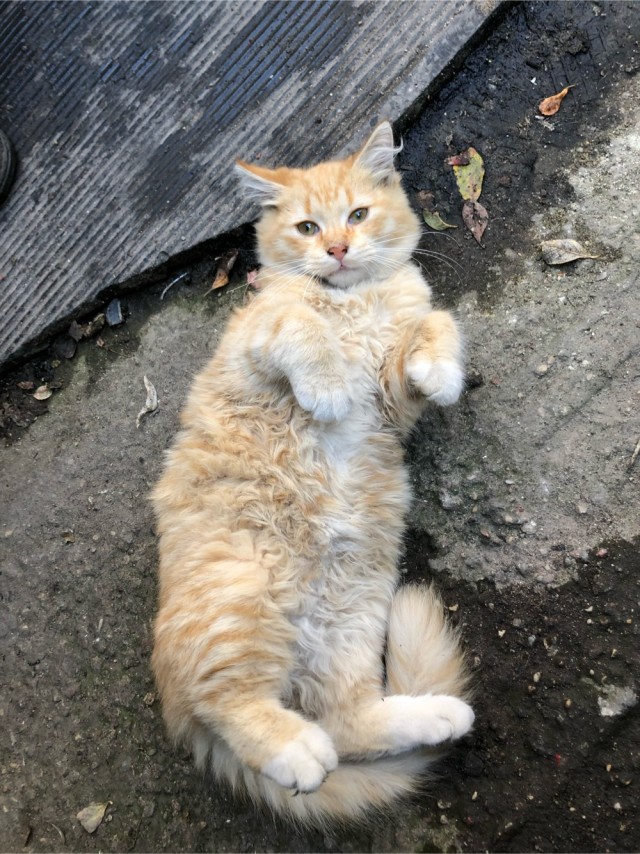 Гаражный грязный Гаря