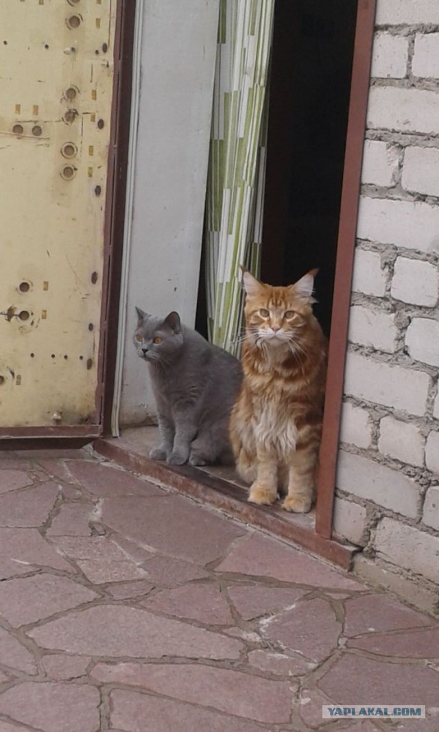 Котовторник 07.06.2022