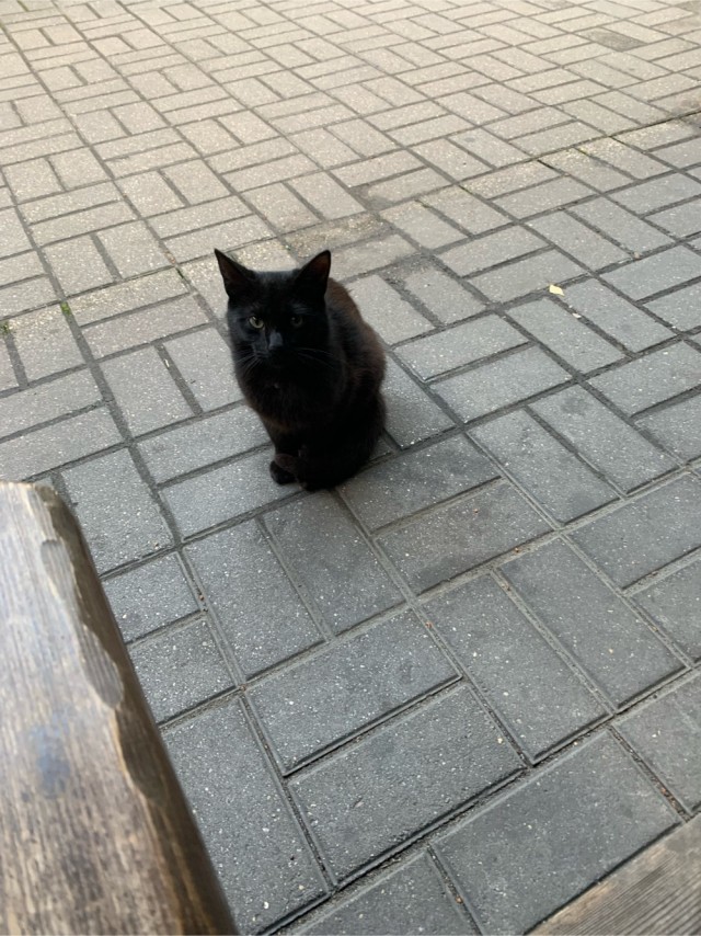 Лето и коты