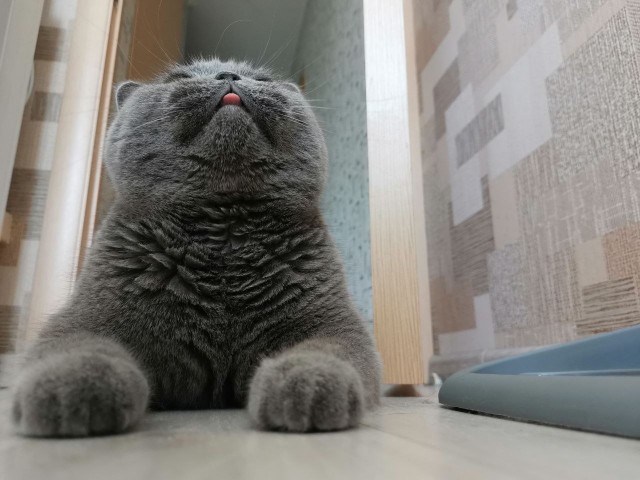 Ура! Котовторник.