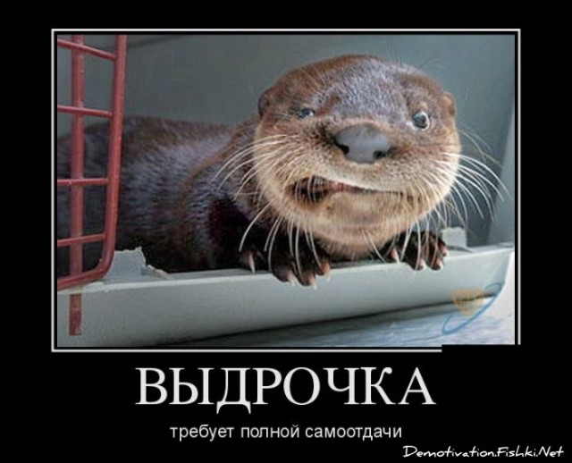 Заплыв с любопытной выдрой