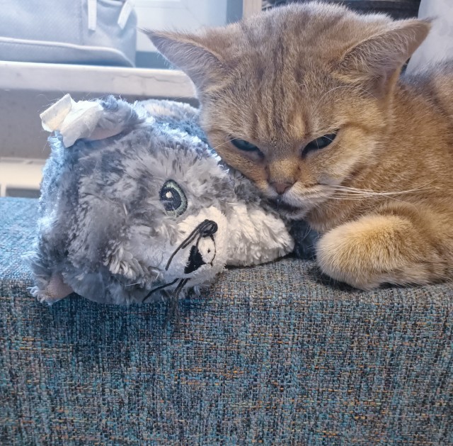 На котовторник