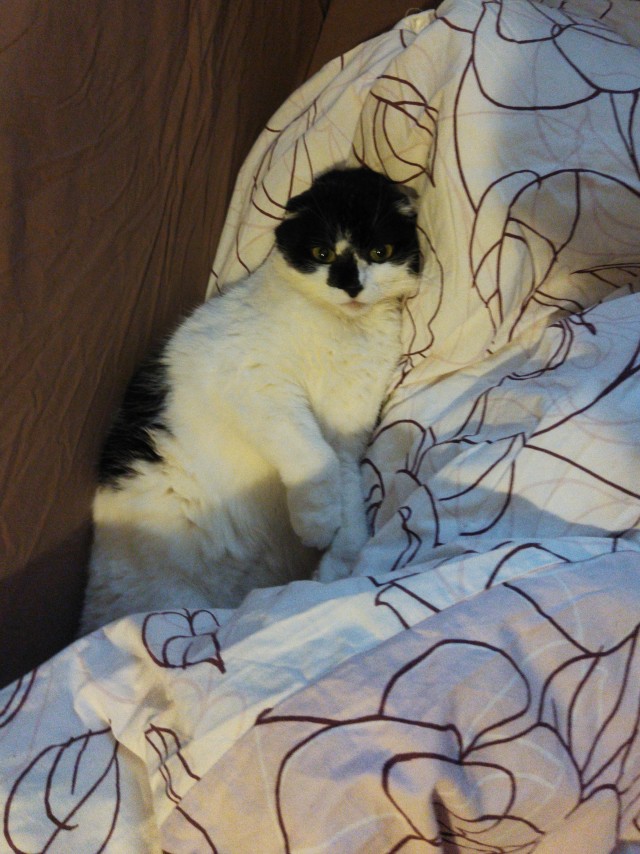 Мой котовторник
