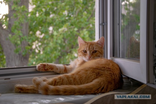Даёшь котов в этот вторник!