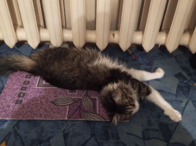 Начинаем котовторник.