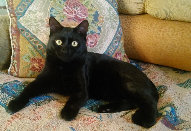 Чёрные коты не такие