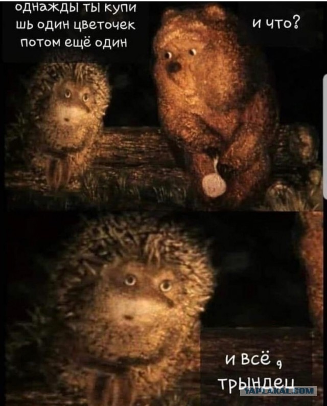 Про цветы домашние