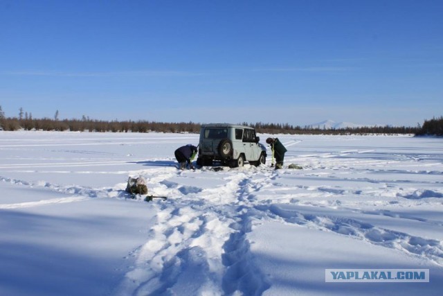 В Батагае поймали тайменя-людоеда