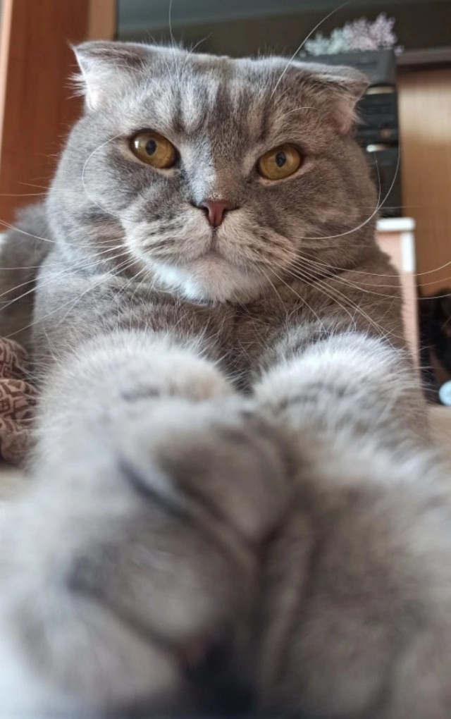 Себастьяна себе завёл