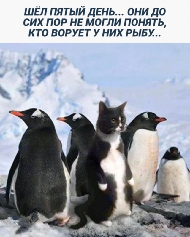 Юмор в картинках и без 30.05.23