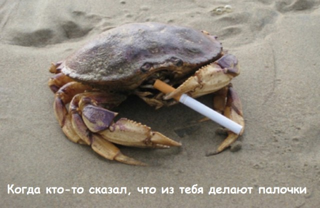 "А где крабы?" В Сети поэтапно показали, как делаются крабовые палочки на фабрике в Таиланде