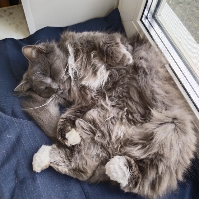 К - Котовторник ☺ Пополнение