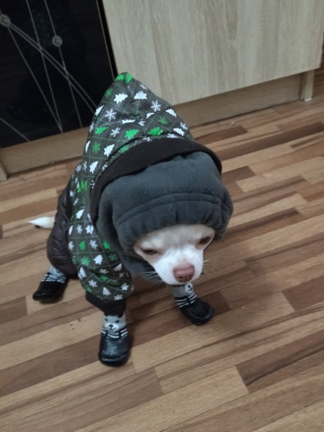 Эх, собакочетверг же
