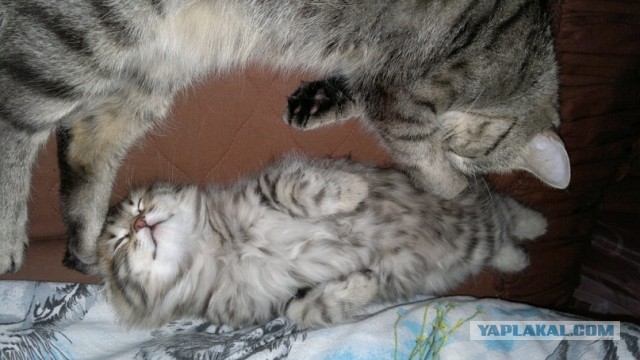 Котовторник 21.05.2013