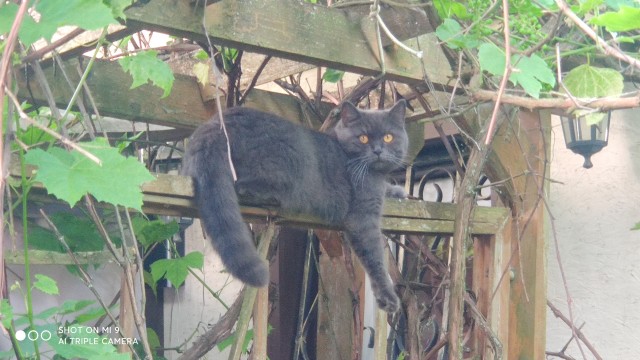 Котовторник. Мой котан