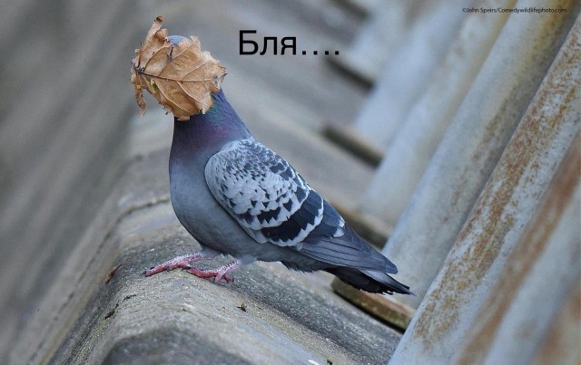 Самые смешные снимки животных в дикой природе за всю историю фотоконкурса Comedy Wildlife Photography Awards