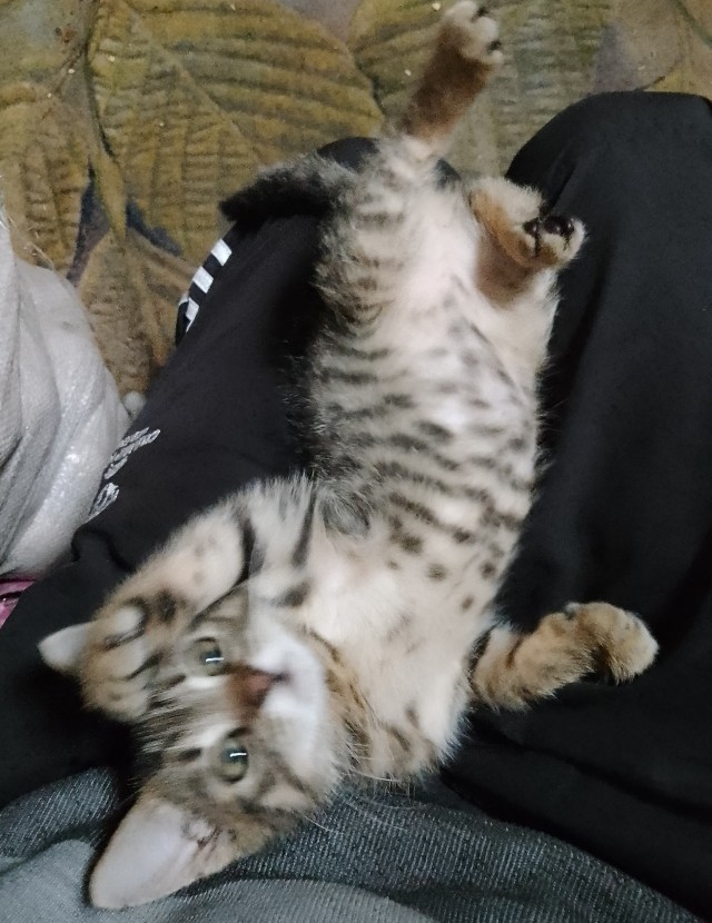 Принимайте в клуб! Котовторник же