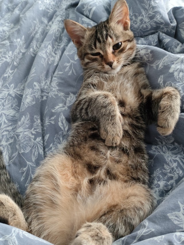 Котовторник 05/11/2024