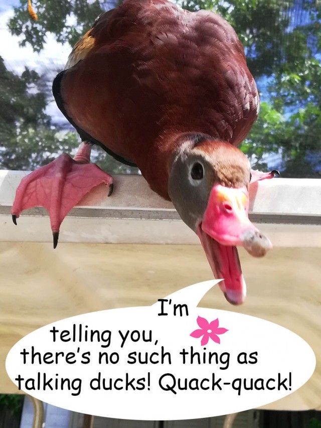 Котэ, совэ и все-все-все