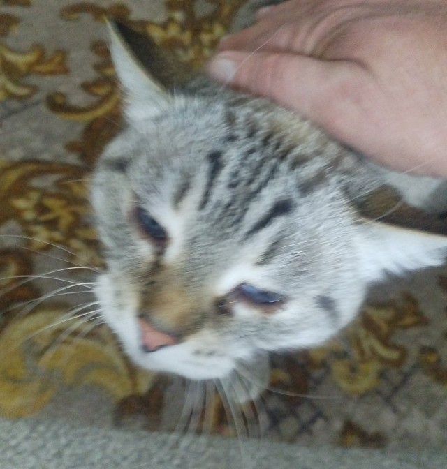 Котовторник продолжается