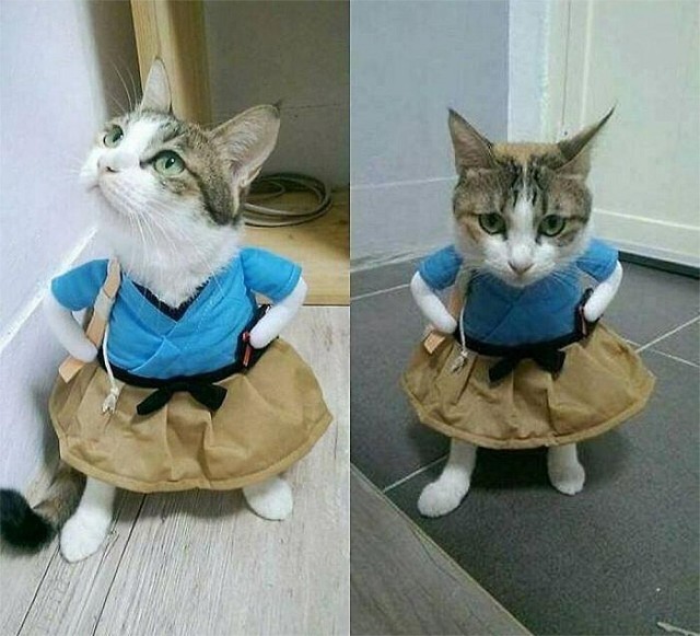 Коты, которые смирились со своей участью