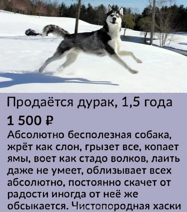 Веселые картинки в понедельник 28.04
