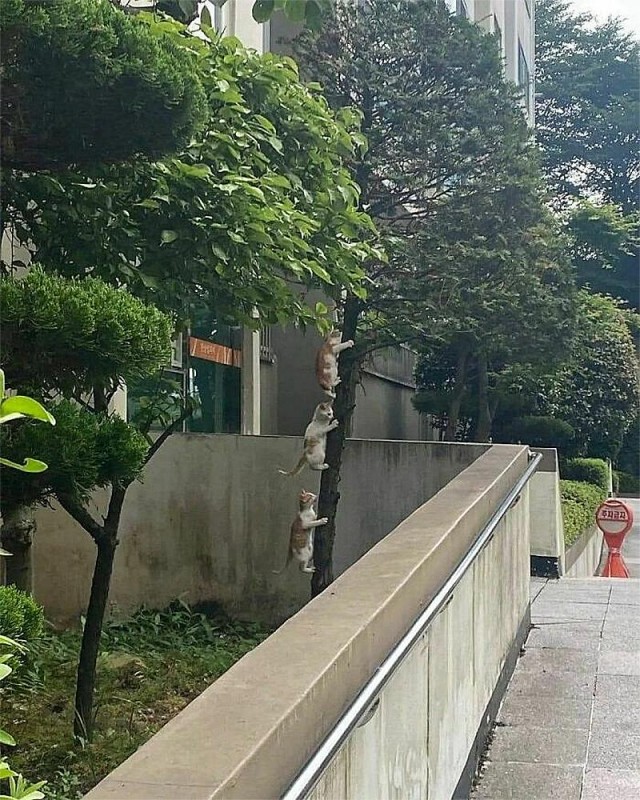 Смешные коты, которые бы победили на конкурсе абсурдных фотографий