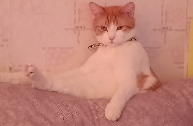 Котовторник