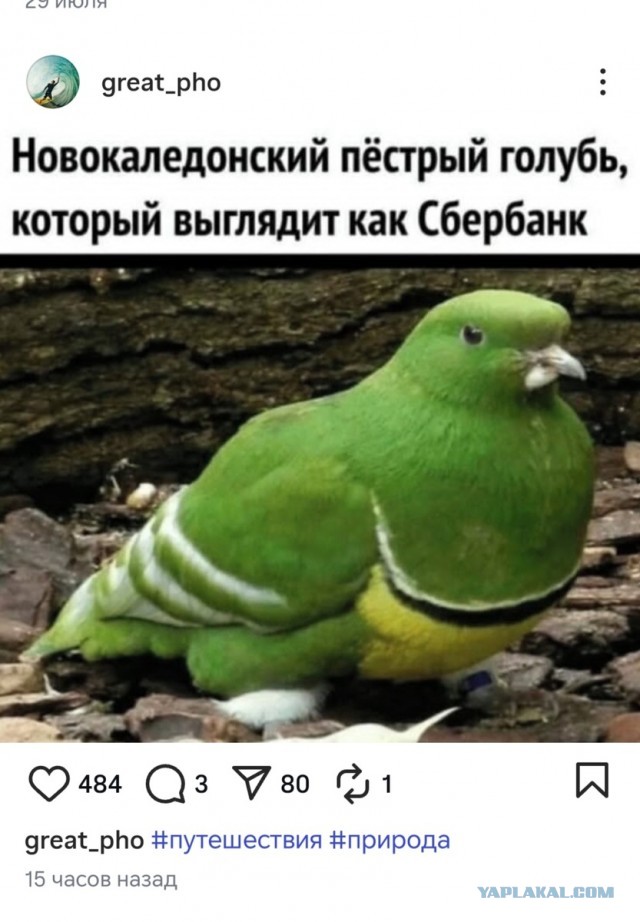 Надписи, объявления и прочая дичь
