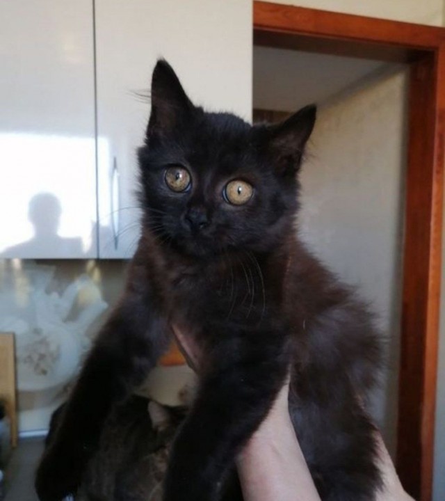 Фото ассортинки