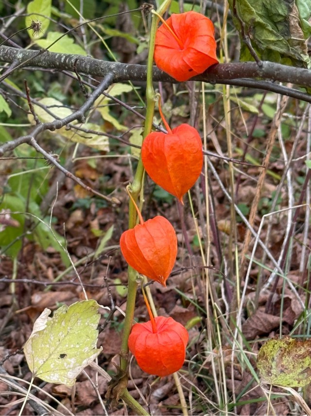 Осенние картинки