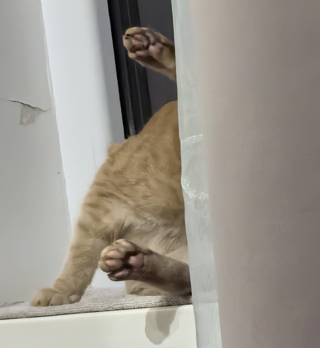 Чёрный котовторник