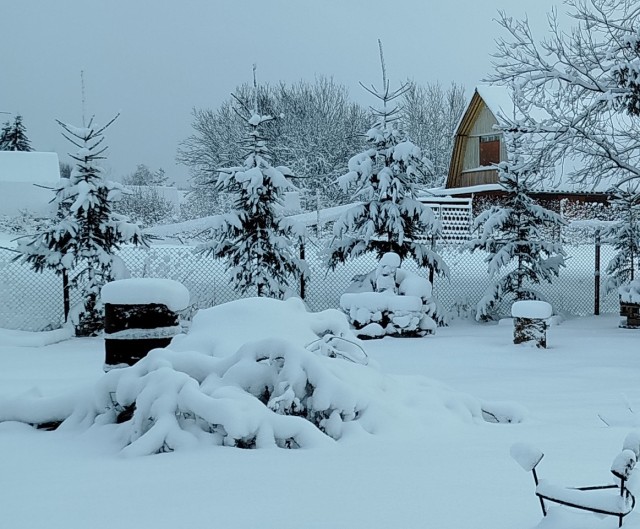 Ёлки с гигантской скидкой отдают российские магазины