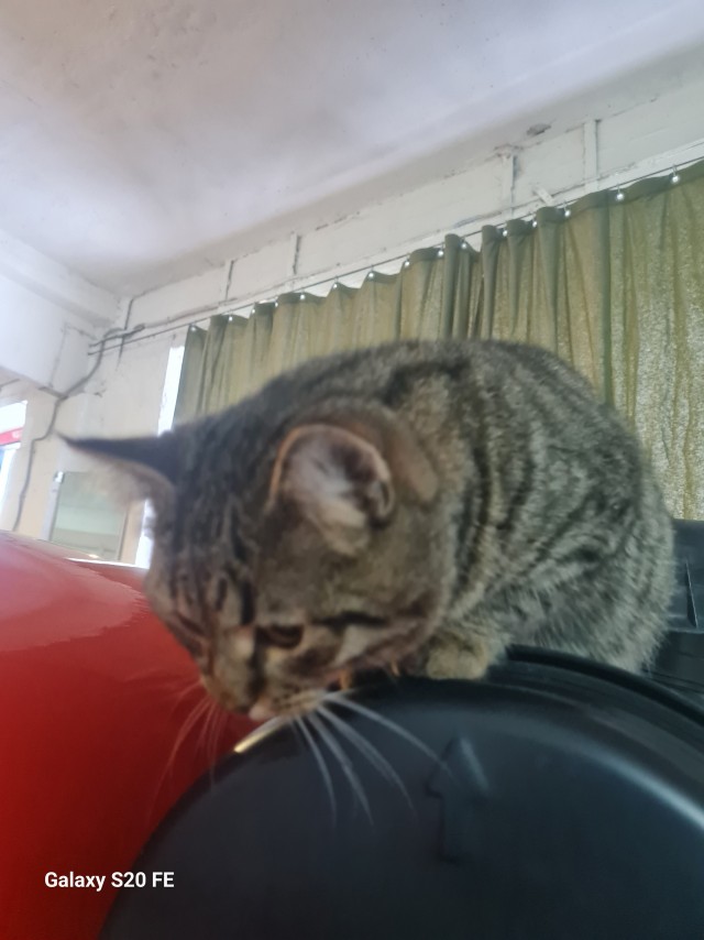 Кот.