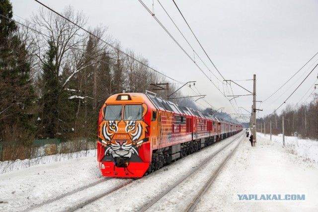 Хищный красавец из Брянска