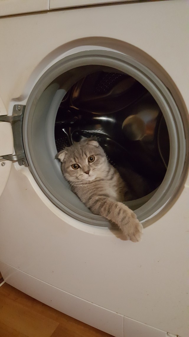 Котовторник же!