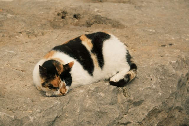 Котовторник из Палермо