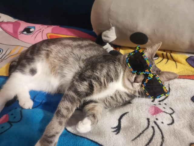 Наши коты