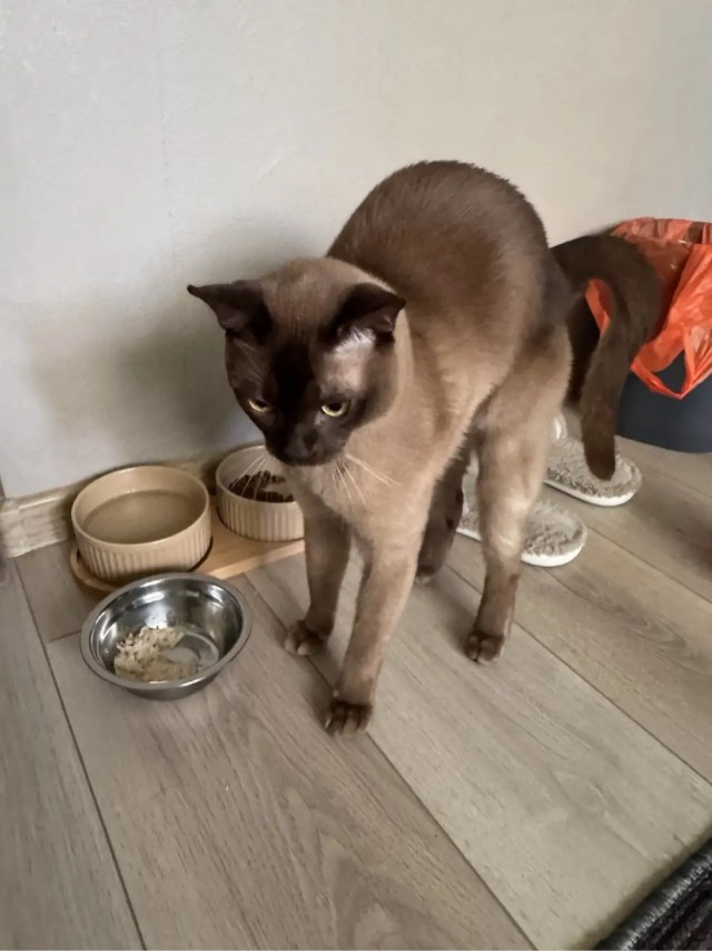 Вторник. Котовторник