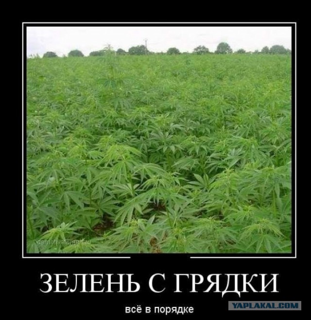 Легкая наркомания в картинках
