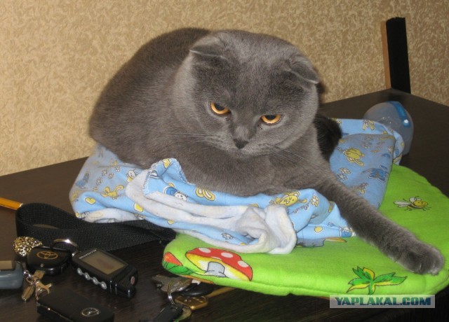 Котовторник 8.10.2013