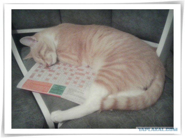 Котовторник 22.10.2013