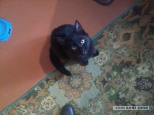 Котовторник  05.11.2013