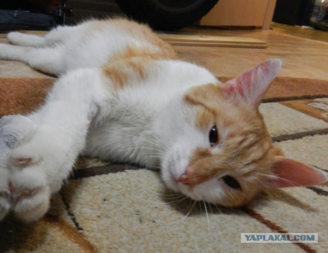 Ищу хозяев для кота (в Уфе)